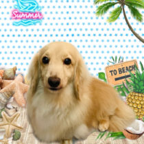 ミニチュアダックス