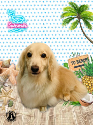 ミニチュアダックス