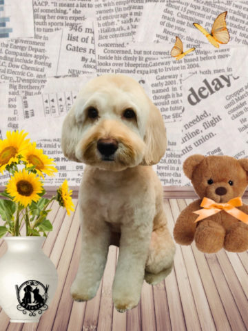 オーストラリアンラブラドゥードル