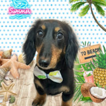 ミニチュアダックス