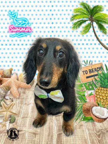 ミニチュアダックス