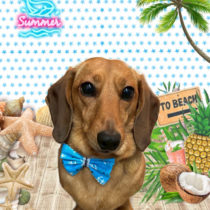 ミニチュアダックス