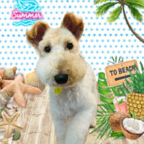 ワイヤーフォックステリア