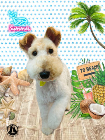 ワイヤーフォックステリア