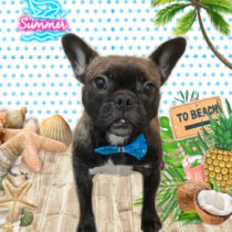 フレンチブルドッグ