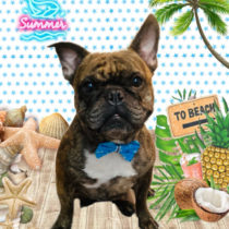 フレンチブルドッグ