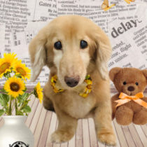 ミニチュアダックス