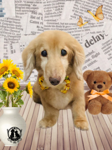 ミニチュアダックス