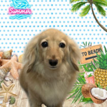 ミニチュアダックス