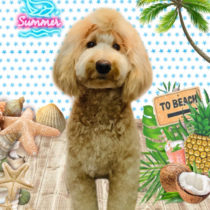 ゴールデンドゥードル