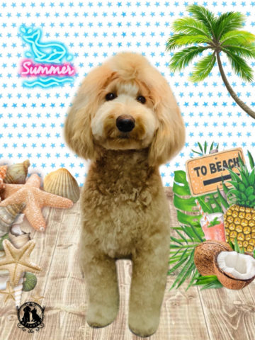 ゴールデンドゥードル