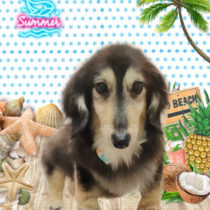 ミニチュアダックス