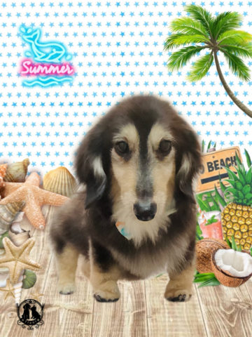 ミニチュアダックス