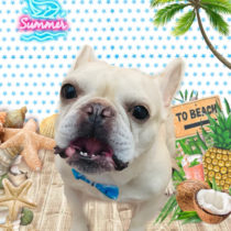 フレンチブルドッグ