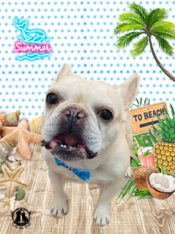 フレンチブルドッグ