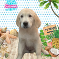 ゴールデンレトリバー