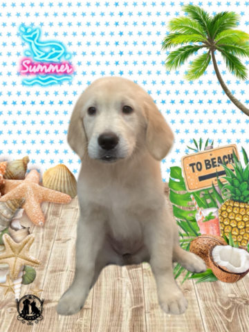 ゴールデンレトリバー