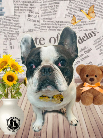 フレンチブルドッグ