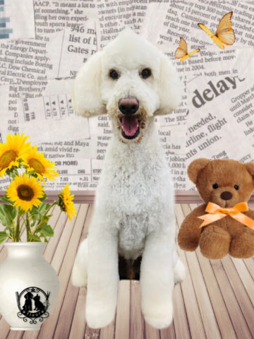 オーストラリアンラブラドゥードル