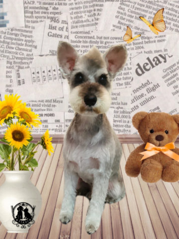 ミニチュアシュナウザー