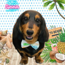 ミニチュアダックス