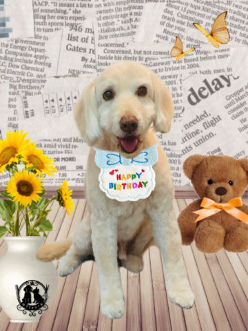 オーストラリアンラブラドゥードル