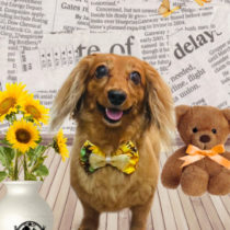 ミニチュアダックス