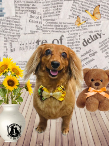 ミニチュアダックス