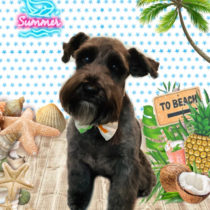 ミニチュアシュナウザー