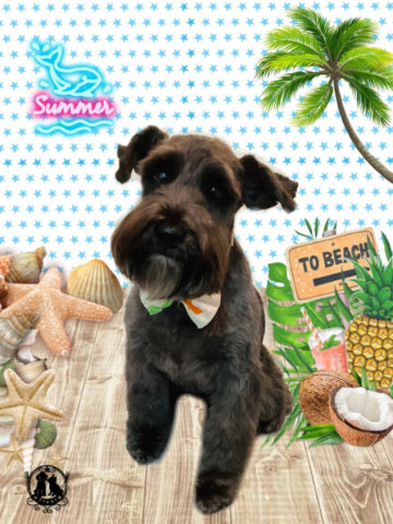 ミニチュアシュナウザー