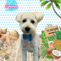 ミニチュアシュナウザー