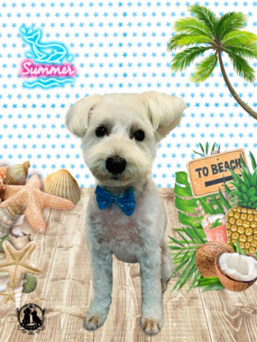 ミニチュアシュナウザー