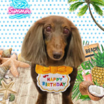 ミニチュアダックス