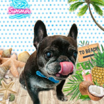 フレンチブルドッグ