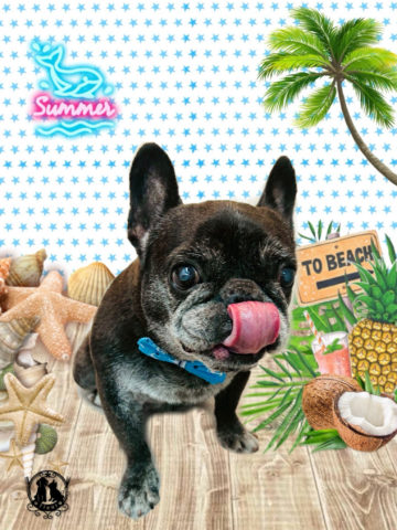 フレンチブルドッグ