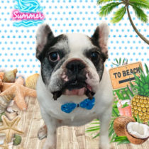 フレンチブルドッグ