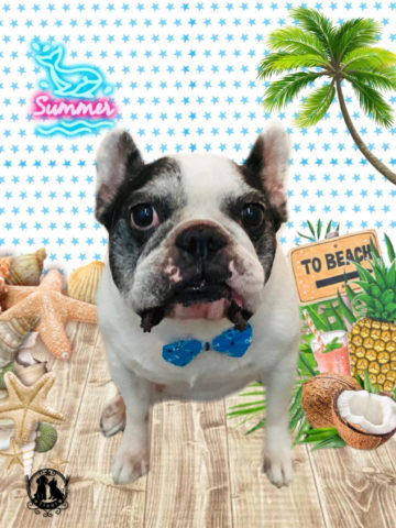 フレンチブルドッグ