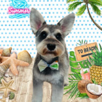 ミニチュアシュナウザー