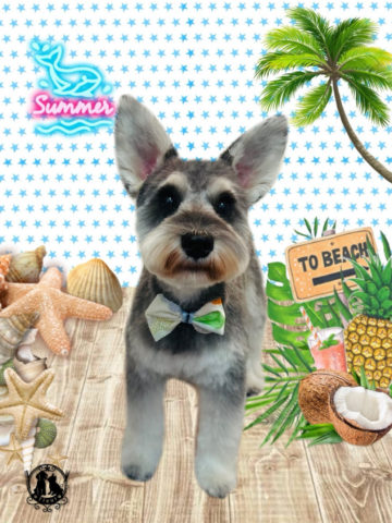 ミニチュアシュナウザー