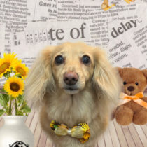 ミニチュアダックス