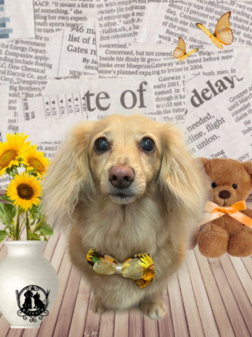 ミニチュアダックス