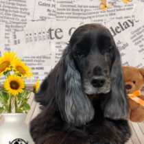 イングリッシュコッカースパニエル