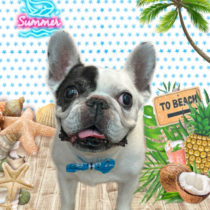 フレンチブルドッグ