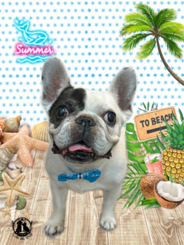 フレンチブルドッグ