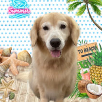 ゴールデンレトリバー