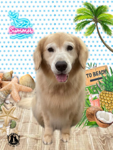 ゴールデンレトリバー