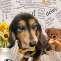 ミニチュアダックス