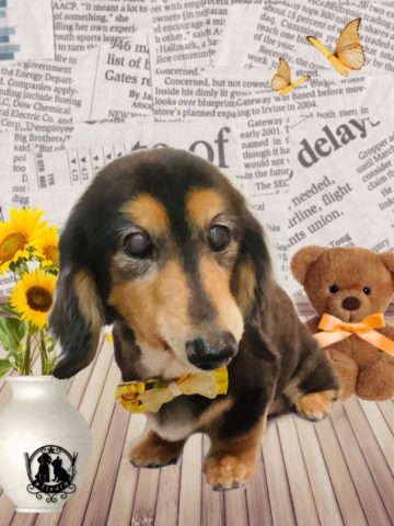 ミニチュアダックス