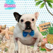 フレンチブルドッグ