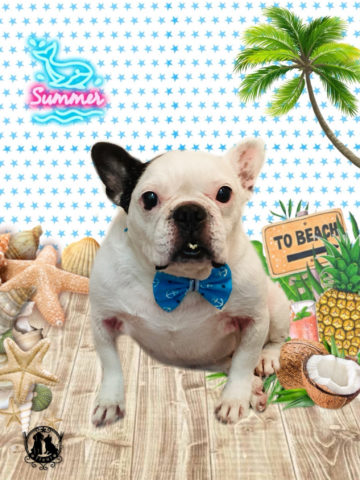 フレンチブルドッグ